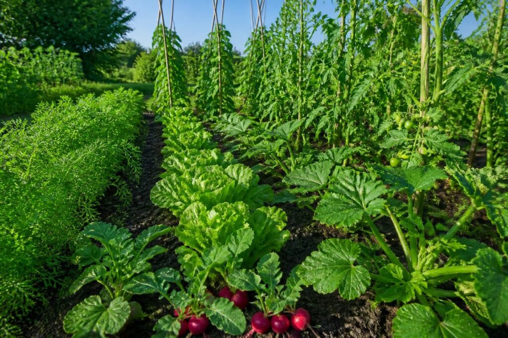 découvrez quelles plantes et légumes semer ou transplanter en juin pour un potager luxuriant et productif tout au long de l'été.