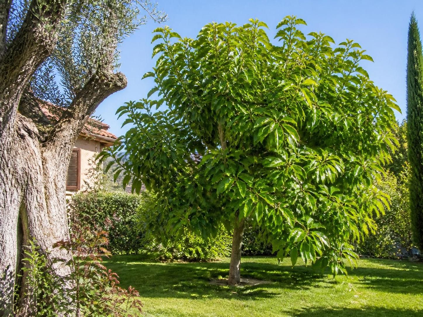 découvrez combien de temps il faut attendre pour que votre avocatier produise ses premiers fruits et apprenez à bien le cultiver pour maximiser votre récolte.