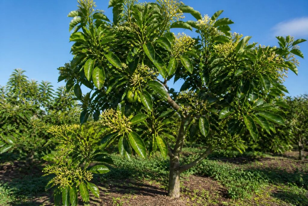découvrez combien de temps il faut attendre avant de récolter les premiers fruits de votre avocatier et les meilleures conditions pour favoriser sa croissance.
