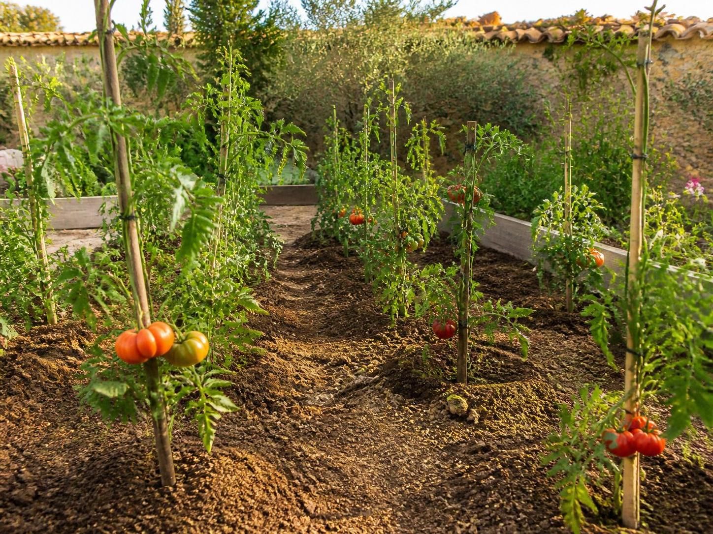découvrez combien de pieds de tomate planter par mètre carré pour optimiser votre récolte sans étouffer vos plants, avec des conseils pratiques pour un jardin équilibré et productif.