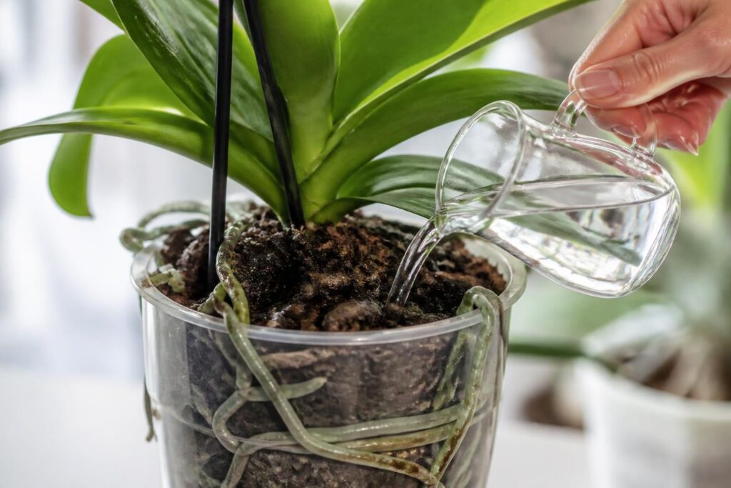 découvrez les meilleures techniques pour arroser votre orchidée sans risquer de la noyer et assurer sa santé et sa floraison.