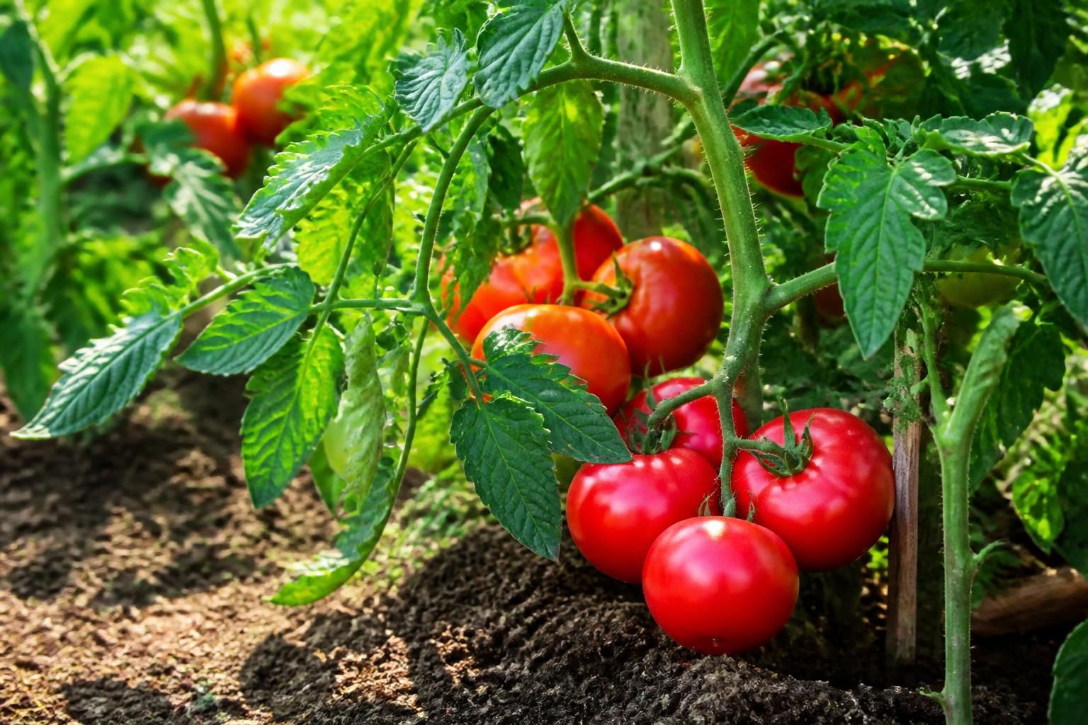 Le meilleur engrais pour les tomates, testé au jardin 2 découvrez le meilleur engrais pour les tomates, testé directement au jardin pour garantir des récoltes abondantes et savoureuses.