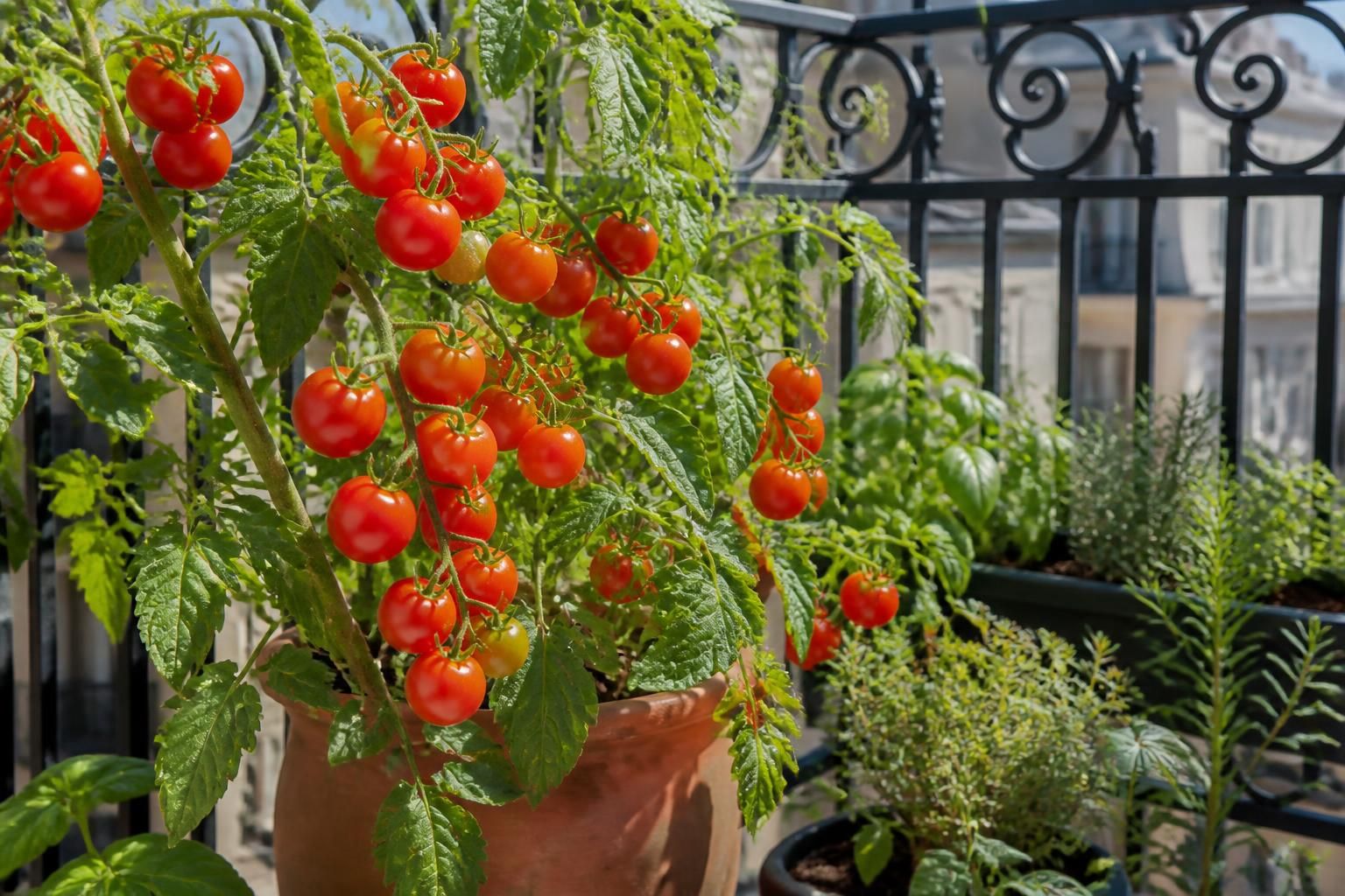 découvrez le meilleur moment pour planter des tomates cerises sur votre balcon et réussir votre récolte grâce à nos conseils pratiques et faciles à suivre.