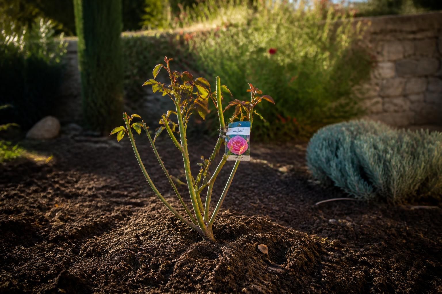 découvrez le meilleur moment pour planter un rosier afin qu'il s'enracine parfaitement et pousse en pleine santé dans votre jardin.