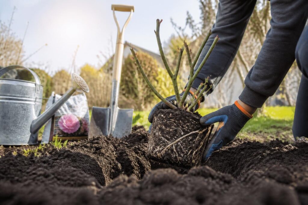découvrez le meilleur moment pour planter un rosier afin qu'il s'enracine profondément et pousse en pleine santé.