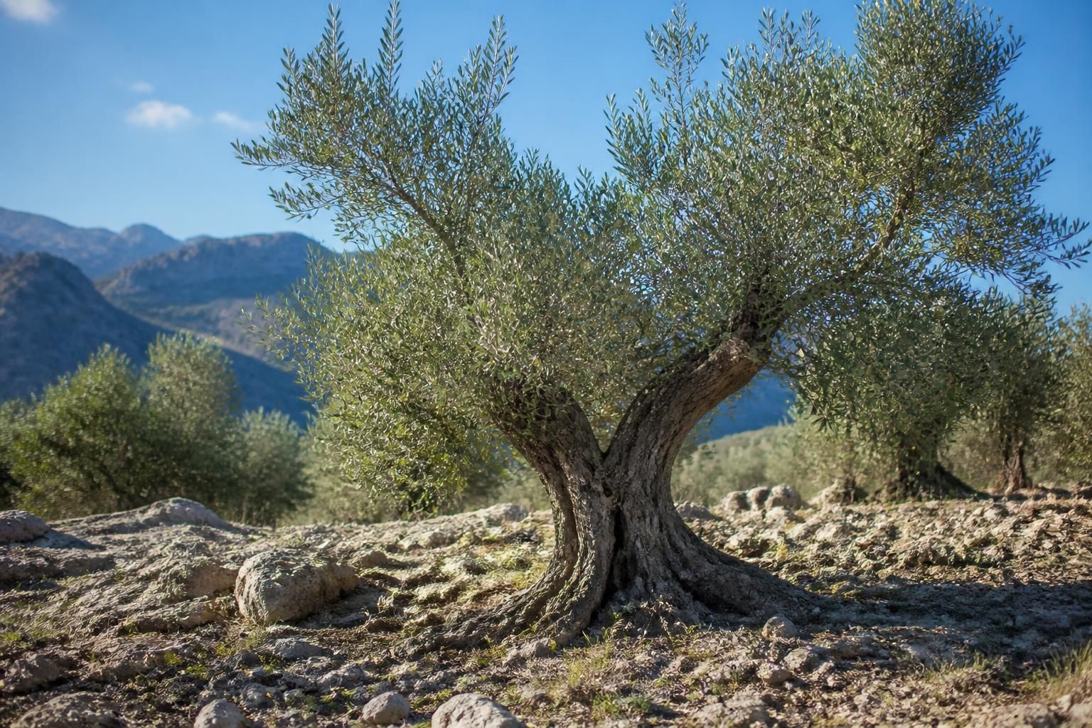 découvrez quelle terre est idéale pour que votre olivier s'épanouisse pleinement chez vous et bénéficiez de conseils pour un sol parfait.
