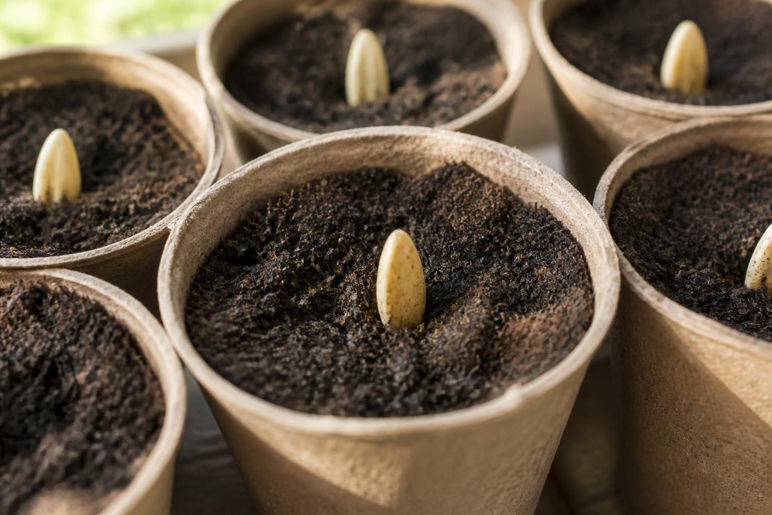 Semis de potimarron : quand démarrer et à quelle profondeur 2 découvrez quand et comment démarrer vos semis de potimarron ainsi que la profondeur idéale pour garantir une bonne germination et une culture réussie.