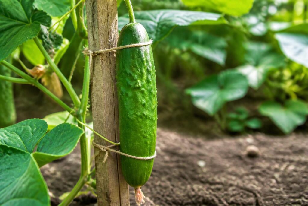 découvrez comment tuteurer efficacement un concombre avec des montages solides pour assurer une croissance optimale et un bon maintien de vos plants.